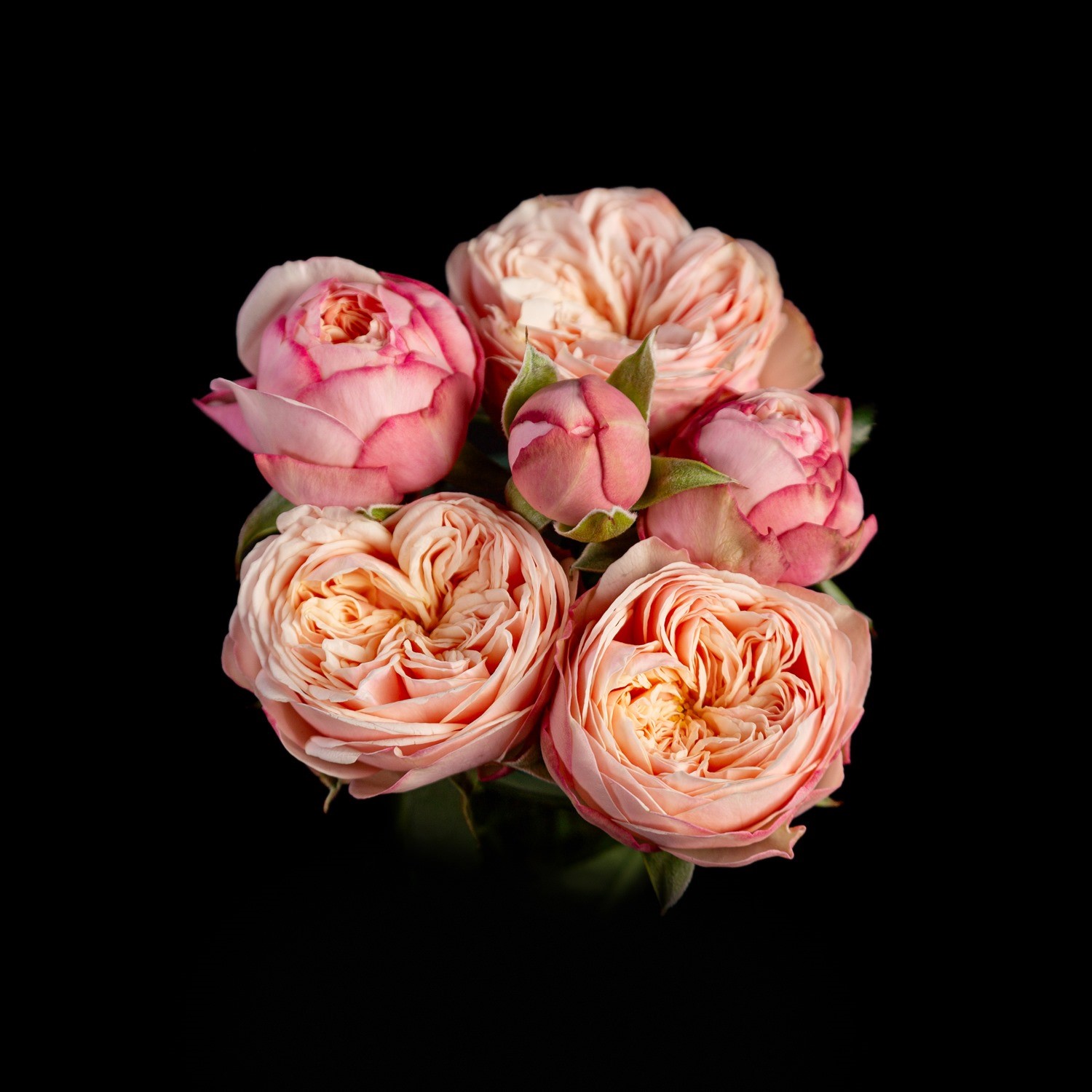 NIEUW: Royal Blush