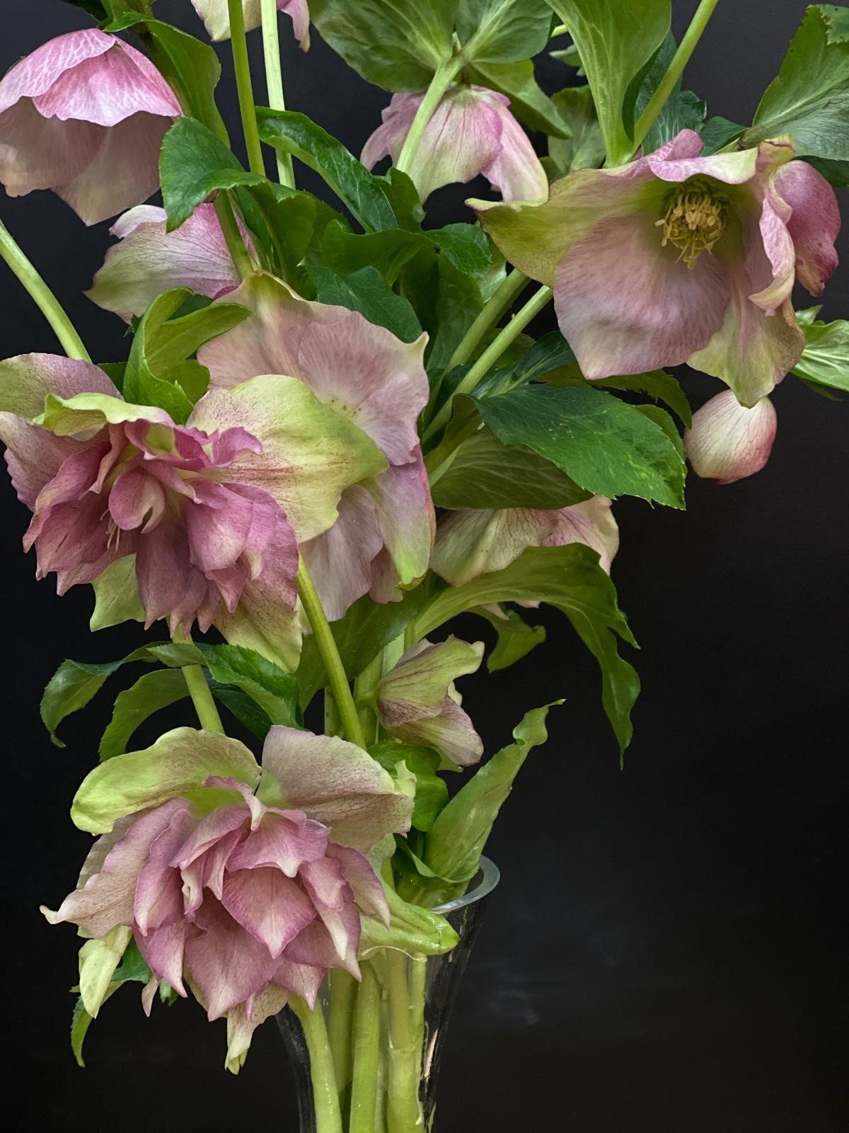 NIEUW: Helleborus